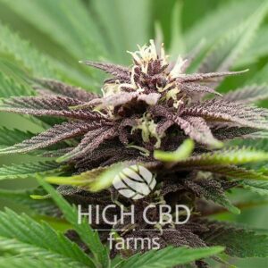 Auto CBD Super Purple PLANT CANNABIS