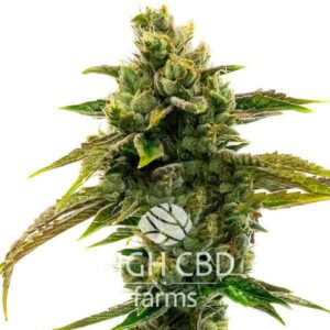 CBD Black Domina CANNABIS PLANT