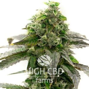 CBD Blueberry (1:16) CANNABIS PLANT