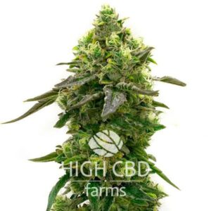 CBD Harlequin Kimbo Kush CANNABIS PLANT