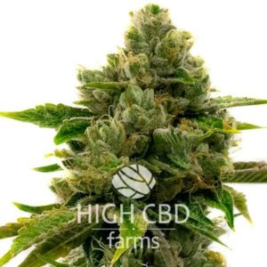 CBD Harlequin CANNABIS PLANT