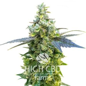 CBD Sour Tangie CANNABIS PLANT